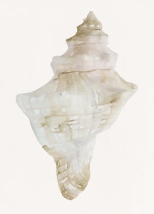 Sea Shell 2 by Rita Taverni