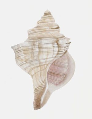 Sea Shell 12 by Rita Taverni