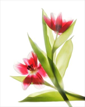Red Tulips II