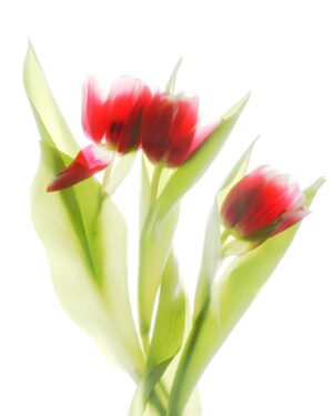 Red Tulips III